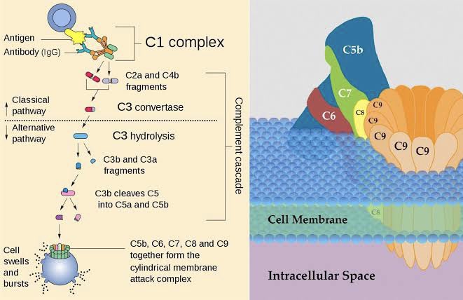 neeeshel's tweet image. the glow up we never thought we needed 
#complementsystem
#immunology