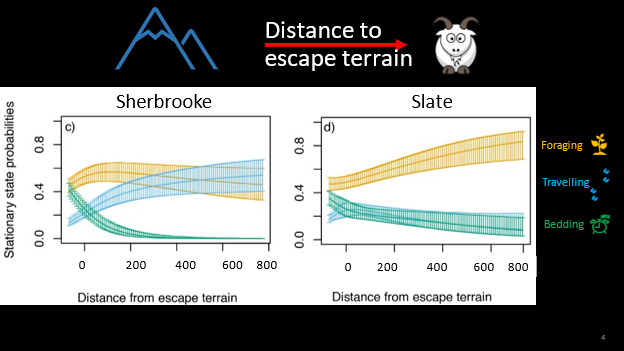 We found behaviour changed over distance from escape terrain. We found mountain goats were more likely to forage away from escape terrain, travel within and away from escape terrain and bed within escape terrain. 4/6  #AnimBehav2021