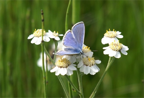 LEAF_Farming's tweet photo. 📢Arable farmers📢 Interested in:
🐝testing novel ways to integrate biodiversity into your farming?
🐞working with a small group of farmers to co-design biodiversity interventions?
🚜collaborating with LEAF&amp;@UniofReading 
@SHOWCASE_H2020 
Get in touch 👇
https://t.co/CmadEyNk8S https://t.co/9xvo5rRLGM