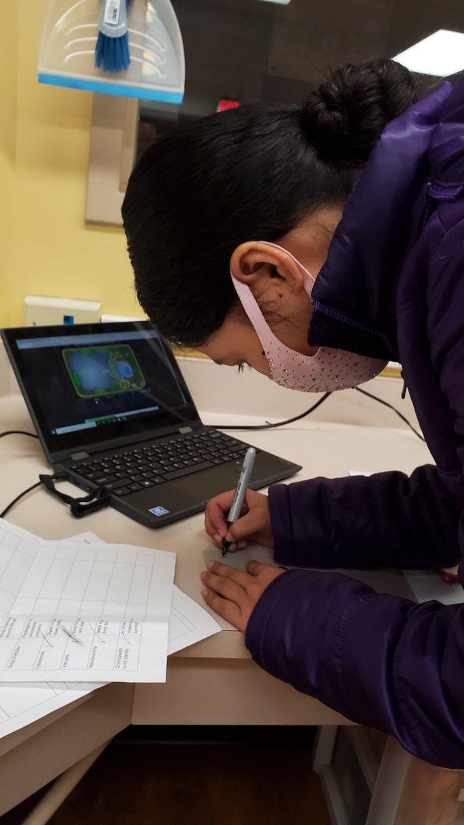 arikandersen08's tweet image. Cellsalive.com #cellmodel project with dated @lenovo computers.   @MnDeptEd @GovTimWalz @AHSMakes @MNCodes @MNSU_COE #pbl