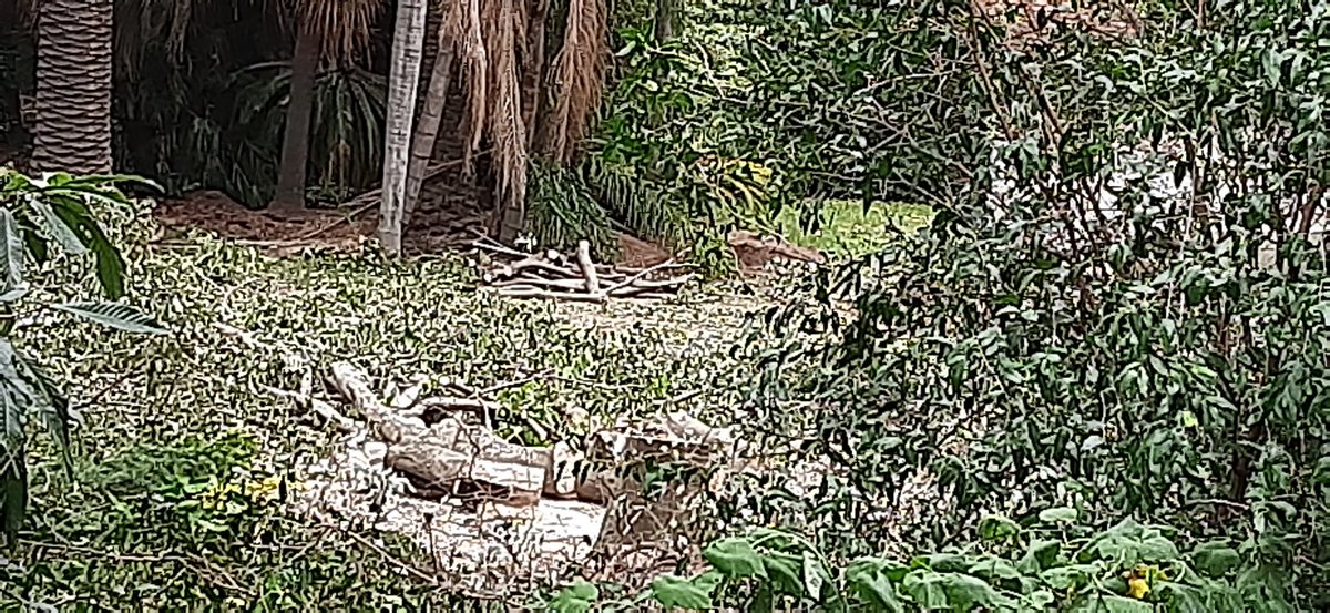 CorreoInes's tweet photo. Tristeza desde el balcón. La verdad que no pensé que iba a llegar el día de la poda del pulmón verde de la cuadra. Pero lamentablemente el día no esperado ha llegado. DoloR desde mi raíz porque pese a los esfuerzos de los vecinos, sigue adelanTe destruiR para consTruiR. https://t.co/F7lowz7kRY