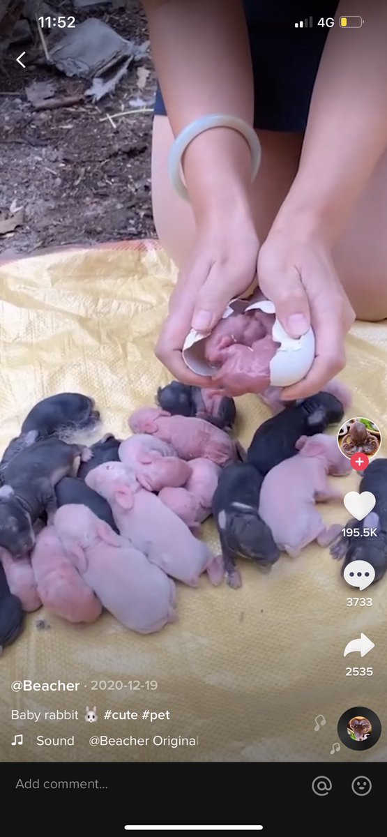 ketengahketepi's tweet image. RABBIT BUKAN BERANAK?!!!