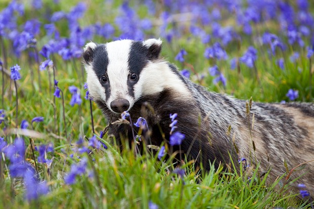 Badgers are said to have been in Britain for over 250,000 years, but scientists argued that there is fossil evidence of this being even longer.