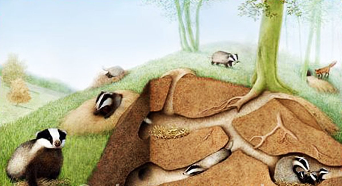Badgers live in their own homes, known as setts, which are burrows underground. These can survive for centuries, housing several generations of badgers, which consist of a series of chambers and tunnels and have several different entrances.