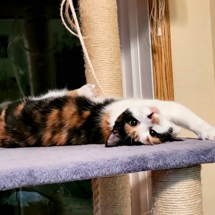 CharityyoderA's tweet photo. Good morning! Happy 'not Monday' everyone! Eri says "try a new perspective!"  Maybe that's all you need to see your problem in a new light! 
https://t.co/3YPmYjnY3c https://t.co/lc50euAT6F