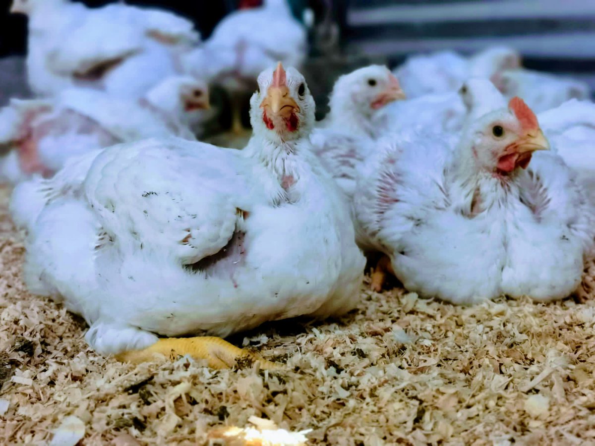 During my Journey in this Poultry business this is what I have discovered to build a sustainable business. I will point out challenges of the business.First of all I always say start small, use your backyard should you struggle getting the land. [thread]