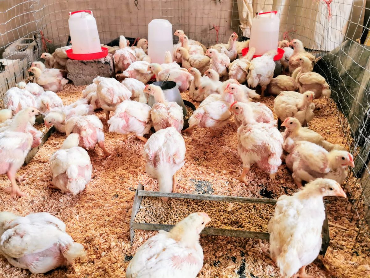 During my Journey in this Poultry business this is what I have discovered to build a sustainable business. I will point out challenges of the business.First of all I always say start small, use your backyard should you struggle getting the land. [thread]