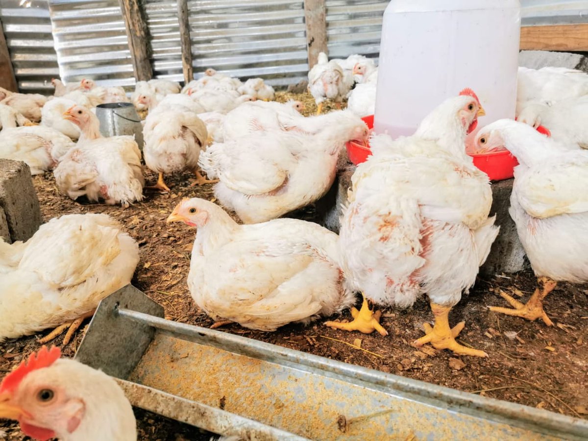 During my Journey in this Poultry business this is what I have discovered to build a sustainable business. I will point out challenges of the business.First of all I always say start small, use your backyard should you struggle getting the land. [thread]