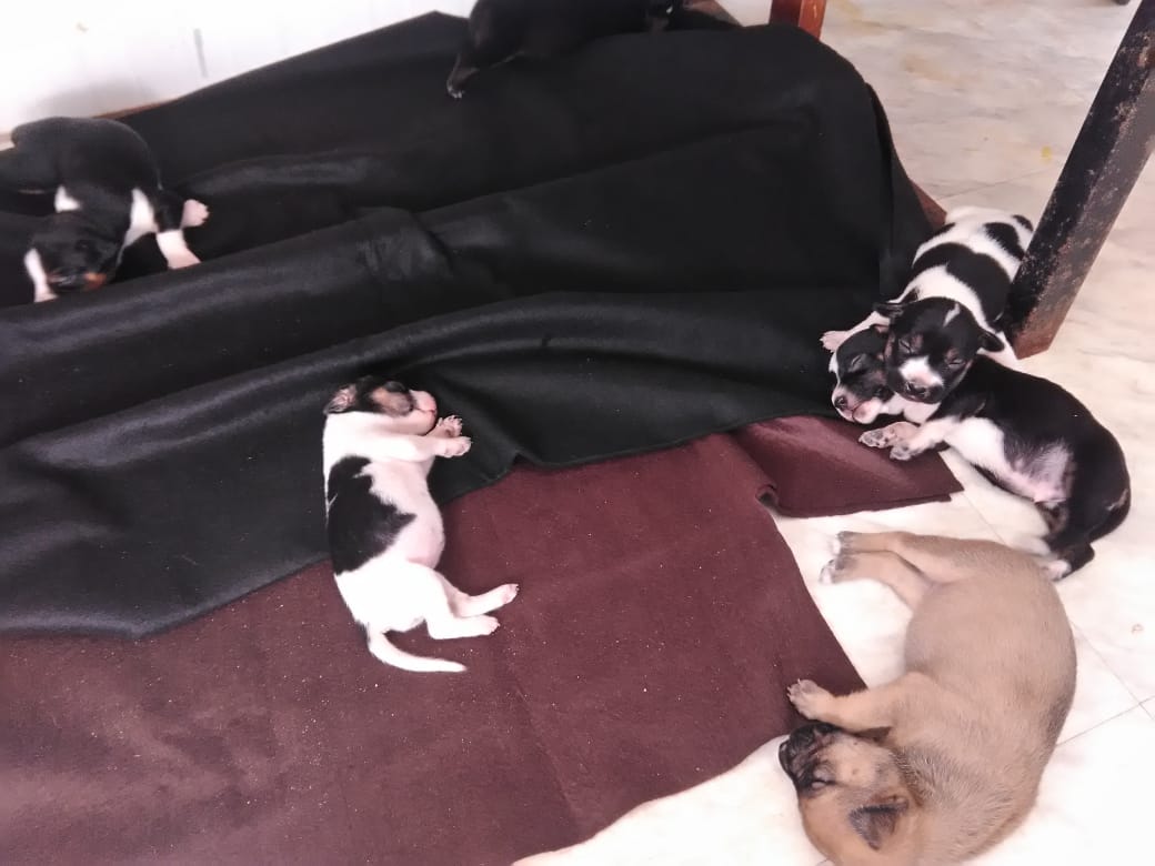 gatinhos_darua's tweet photo. Gente, essa mãezinha teve 9 filhotes!!! 

Precisamos de um saco de ração especial pra ela, de preferência pra cadelinhas lactantes, por conta do número de nenéns que ela precisa amamentar

Essas rações são bem carinhas, então contamos com a sua ajuda!!
RT da amizade pfvr https://t.co/mgxlYegbpD