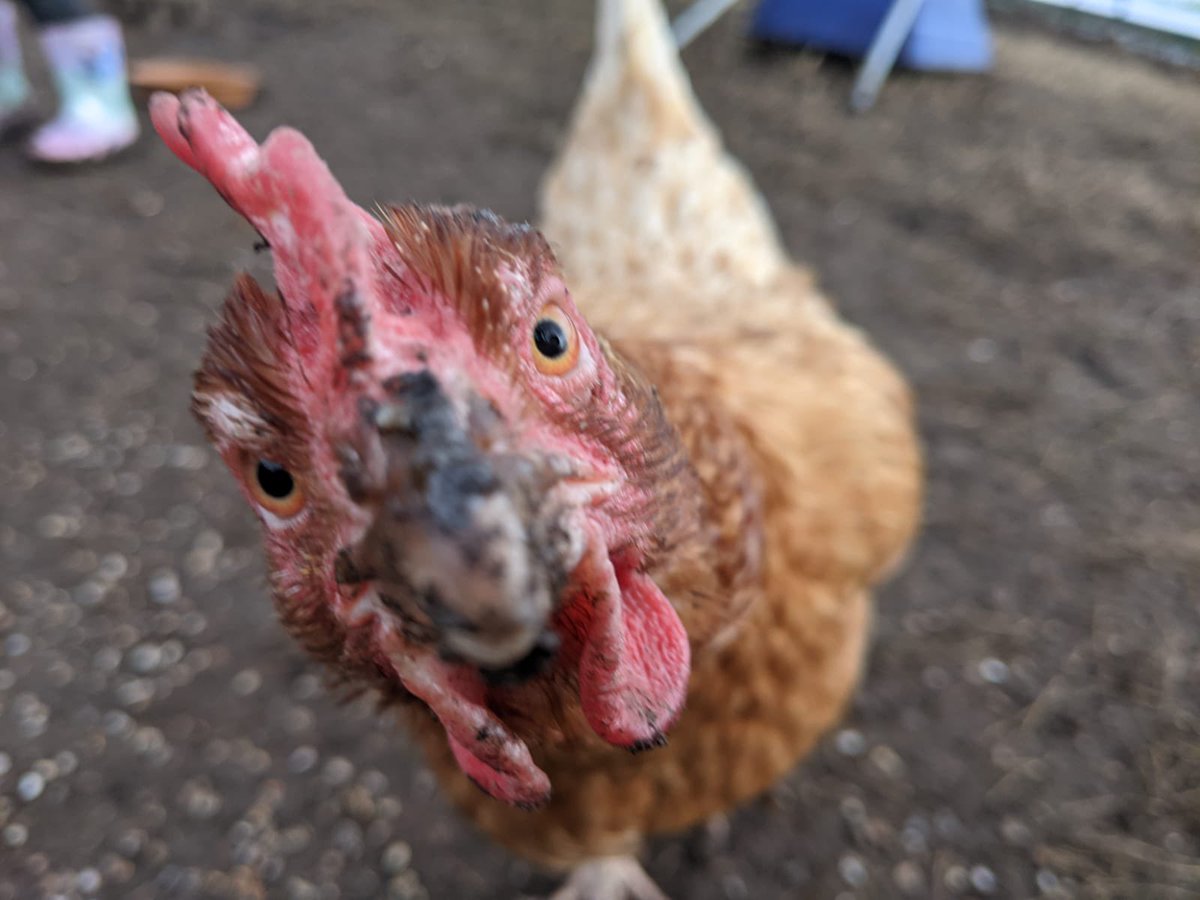 CoopDgs's tweet photo. What are YOU looking at? #dgsallotment #dunbargrammar #rescuehens #communitychickens #dunbarcommunitycoop https://t.co/hbXwMFHOsy