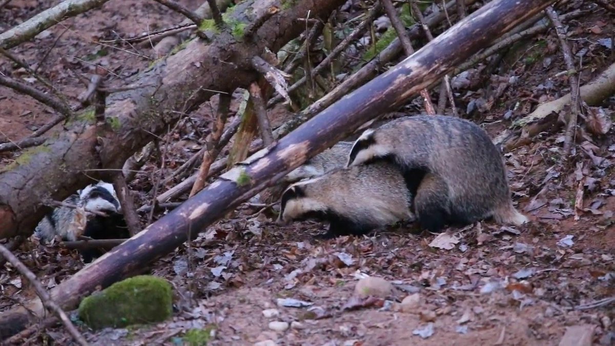 Badgers are usually monogamous; boars typically mate with one female for life, whereas sows have been known to mate with more than one male. Mating lasts for fifteen to sixty minutes, though the pair may briefly copulate for a minute or two when the sow is not in estrus 