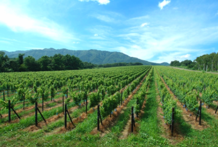 GroupSwirl's tweet photo. #ONETOWATCHOUTFOR, If you’re interested in the new frontiers of #wine & the global #naturalwine scene, Hokkaido is very much one to keep an eye on ;-) #JapaneseWine #winelover https://t.co/Uv2AE4ifKM