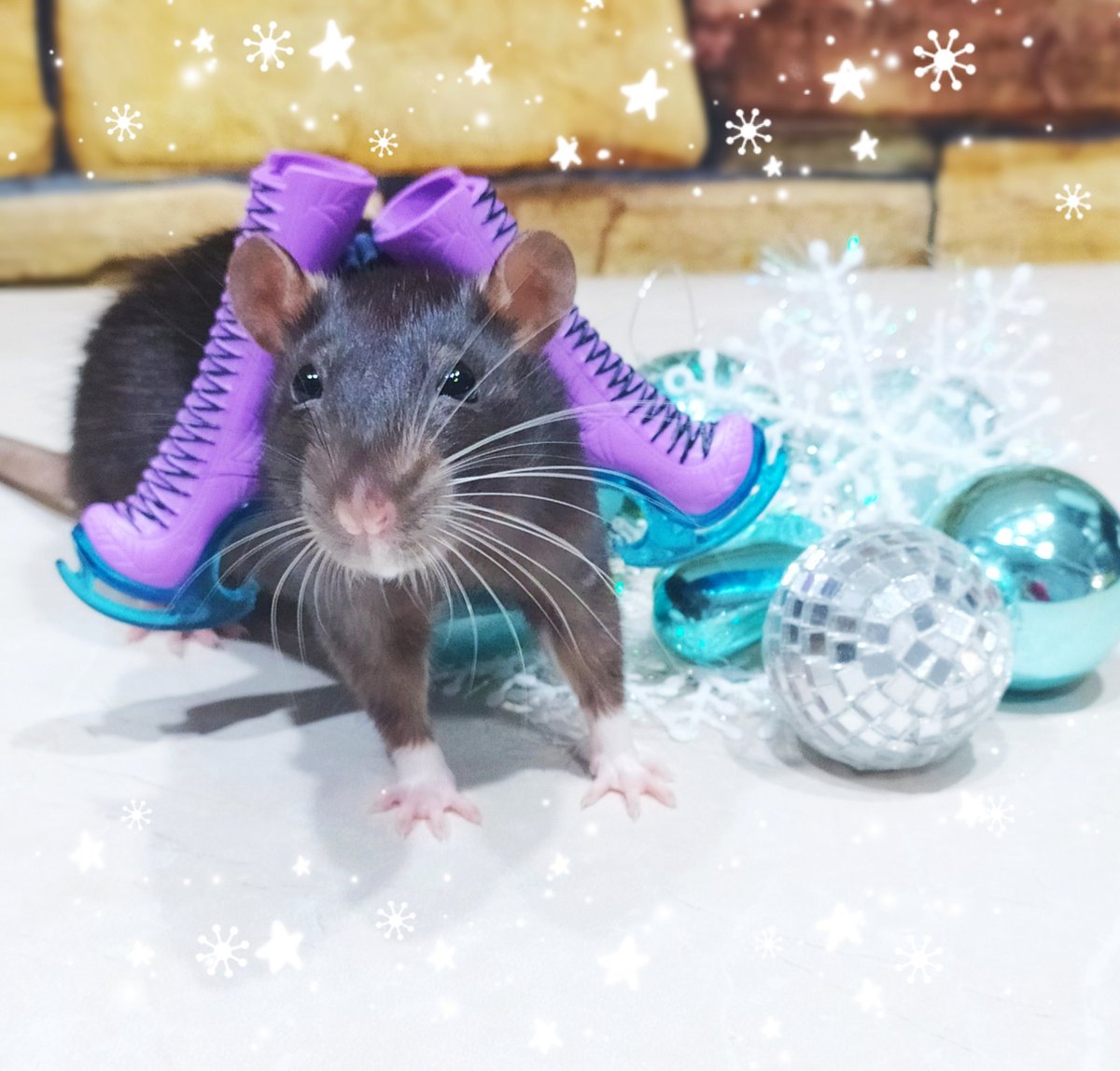 I need to find an ice rink🤔⛸️🐭❄️