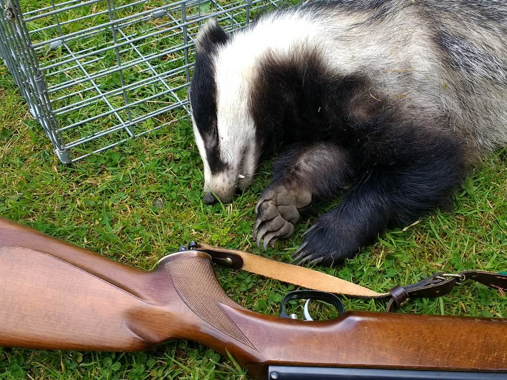 Badgers have a long history of cruelty and persecution in the UK spanning hundreds of years. To this day badgers remain one of the most persecuted of all species despite having one of the highest levels of protection in law.