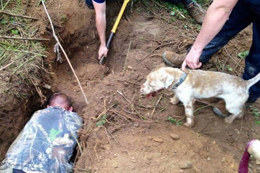 Badger baiting involves torturing badgers until death and is a thriving ‘blood-sport’ across the UK. Lamping for badgers is another favoured pastime, with perpetrators choosing to stalk foraging badgers late at night before unleashing their dogs in terrifying and gruesome combat.