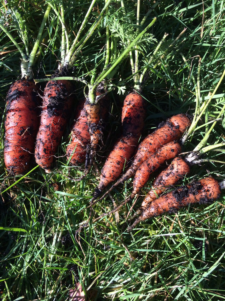 An unexpected bonus whilst weeding the veg patch yesterday. Tiny but tasty.