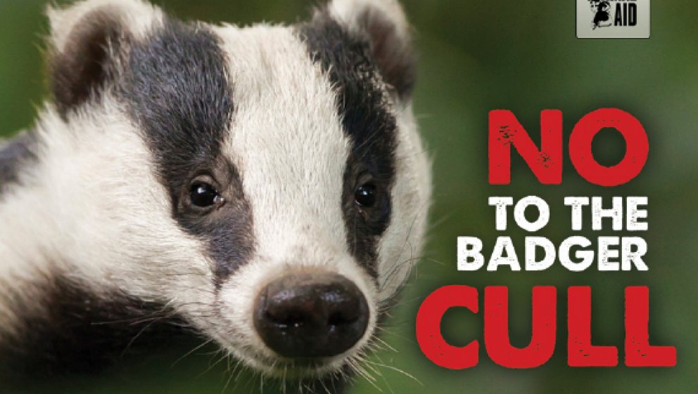 Please sign this petition to stop this culling https://petition.parliament.uk/petitions/333693
