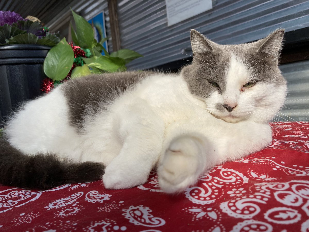 Nobody said having a bar was easy. But with bar cats and having great brewers such as <a href="/Peticolas/">Peticolas</a> <a href="/CommunityBeerCo/">communitybeerco</a> <a href="/oakcliffbrewing/">Oak Cliff Brewing Co</a> <a href="/mpbeerco/">Manhattan Project</a> <a href="/RahrBrewing/">Rahr & Sons Brewing</a> <a href="/PegasusCityBrew/">Pegasus City Brewery</a> in your backyard helps. If I missed anybody, let me know!