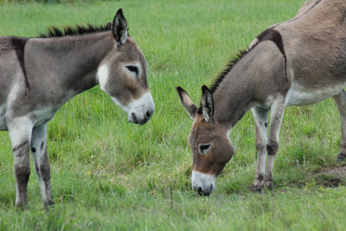 6) Donkey" Though tired, a donkey carries his load Indifferent to heat and coldGrazes away with easeLearn from the donkey these three qualities."