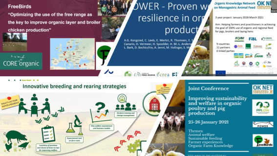 Ecovalia's tweet photo. Dentro de @ecofeed estamos participando en el encuentro online “Mejorando la sostenibilidad y el bienestar en la producción de aves y cerdos ecológicos” en el que estamos conocociendo y compartiendo experiencias con otros socios del proyecto. #H2020 #Horizon2020 #OkNetEcoFeed https://t.co/shUf724lhS