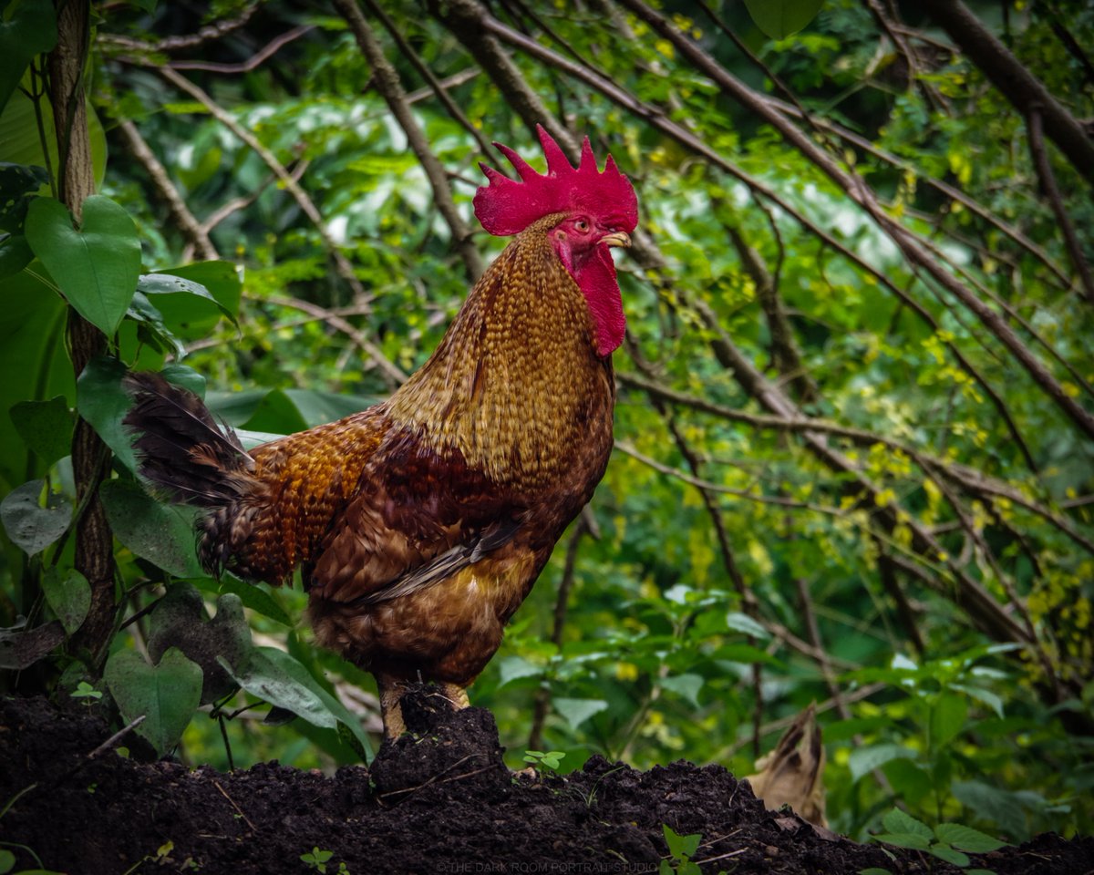 3) Cock "To wake up earlyTo take a bold stand in a fight To share anything evenly with relativesAnd to own one's own bread through hard workAre the things one can learn from a rooster."