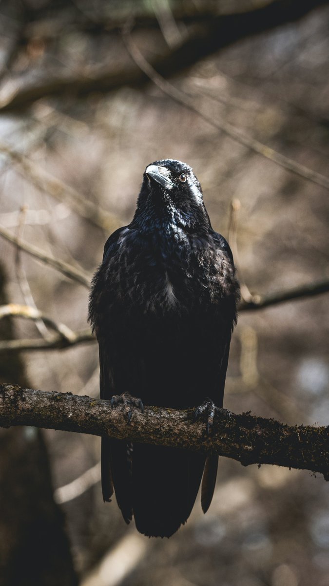 4) Crow"Making love in privateBoldness, storing away useful itemsWatchfulness and not trusting anyone easilyThese five qualities have to learn from a crow."