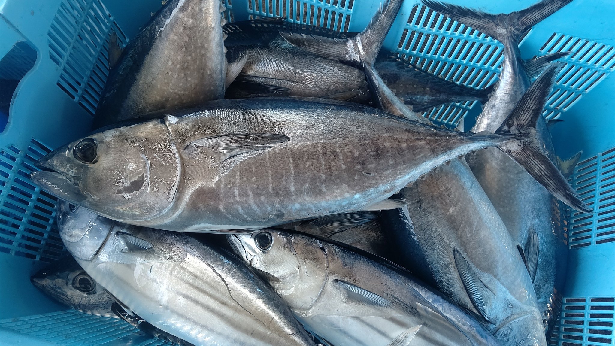 Silver クロマグロの幼魚 愛南町ではヨコと呼ぶ ちなみに キハダマグロ ビンタ ビンナガマグロ トンボ メバチマグロ ダルマ ヨコ ヨコワ クロマグロ キハダマグロ 黄肌鮪 ビンタ ビンチョウマグロ ビンナガマグロ 鬢長鮪 トンボ