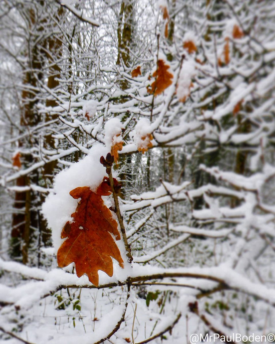 MrPaulBoden's tweet photo. When Winter finds Autumn. 🍁❄
.
.
.
#autumnvibes🍁#wintercolours #snowscene #snow #leafylane #january2021snowfall https://t.co/7TnBPLP8Br