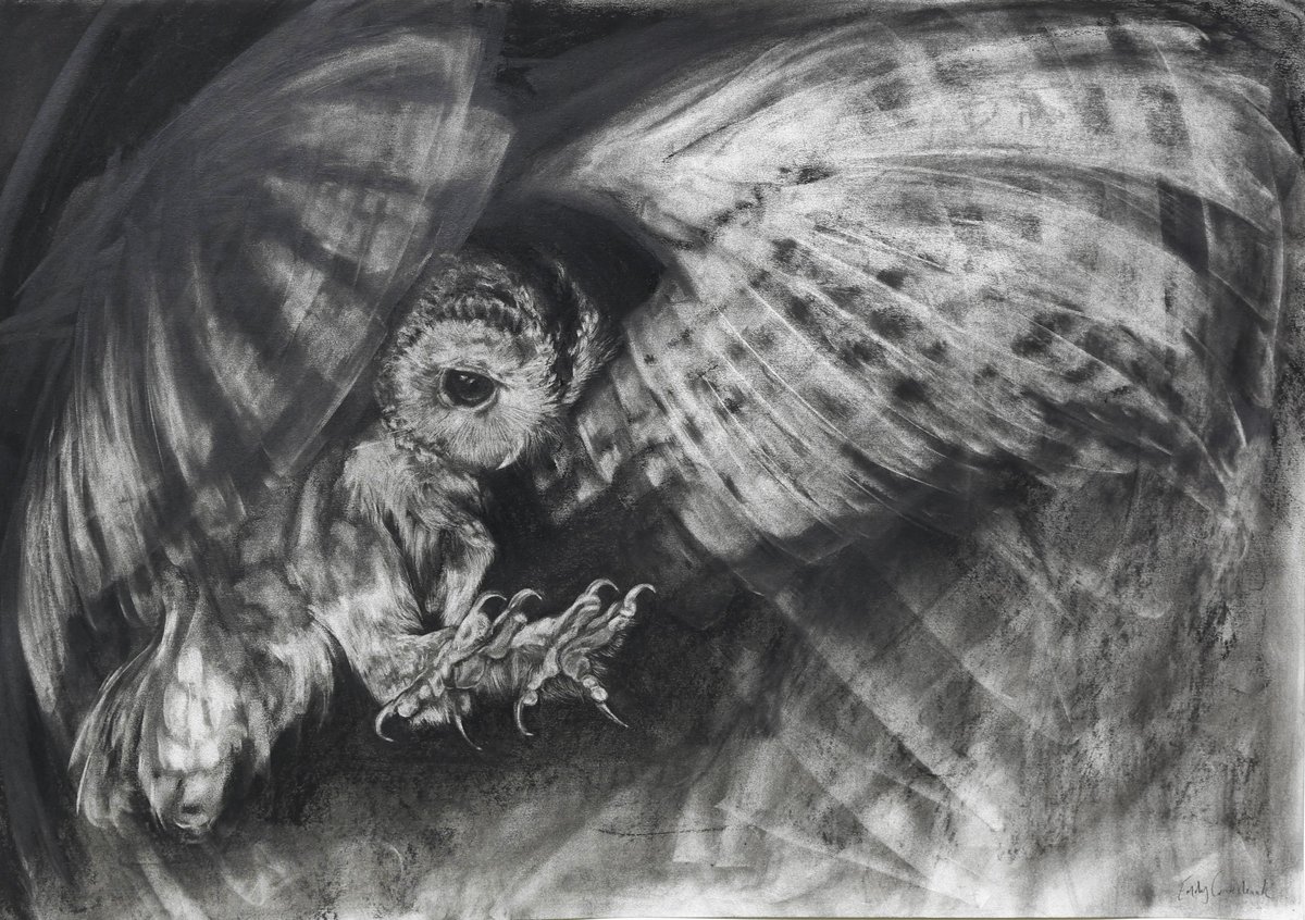 #TawnyOwls are amazing night #hunters, feeding on voles and mice🐁They have incredible hearing adaptations with asymmetrical ears to allow them to pinpoint sound 🦉 
@EmilyCrookshank drew this stunning #charcoal #drawing from the amazing #WildlifePhotographer @JoshCopping 📸