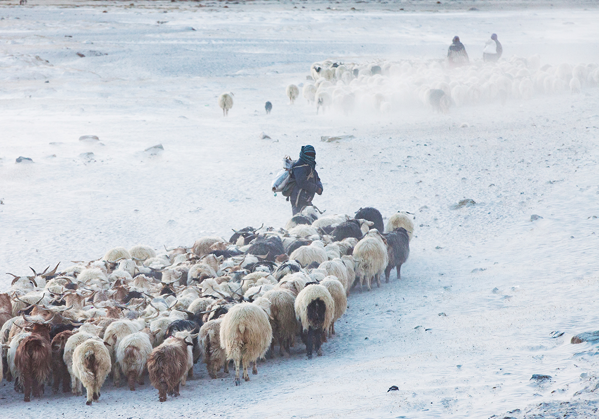 An image I missed earlier: a storm can't keep the changpa from daily chores. The sheep must feed day after day, 365 days a year. This was a on a plateau more than 16,000 feet in altitude in the middle of winter. Wind was so strong, it was a struggle to hold the pen doors...