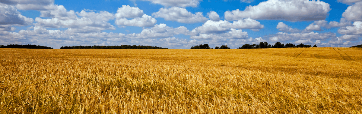 adasYEN's tweet photo. 📅 Feb 8 at 7pm, join @sarahkendall10 and @rogersylbrad for a @AHDB_Cereals Monitor Farm webinar to discuss #crop nutrition management 🌾
Open to all with @BASISRegLtd points available ✔
Learn more https://t.co/kbUuiHwKn4 https://t.co/ilc2sklFTi