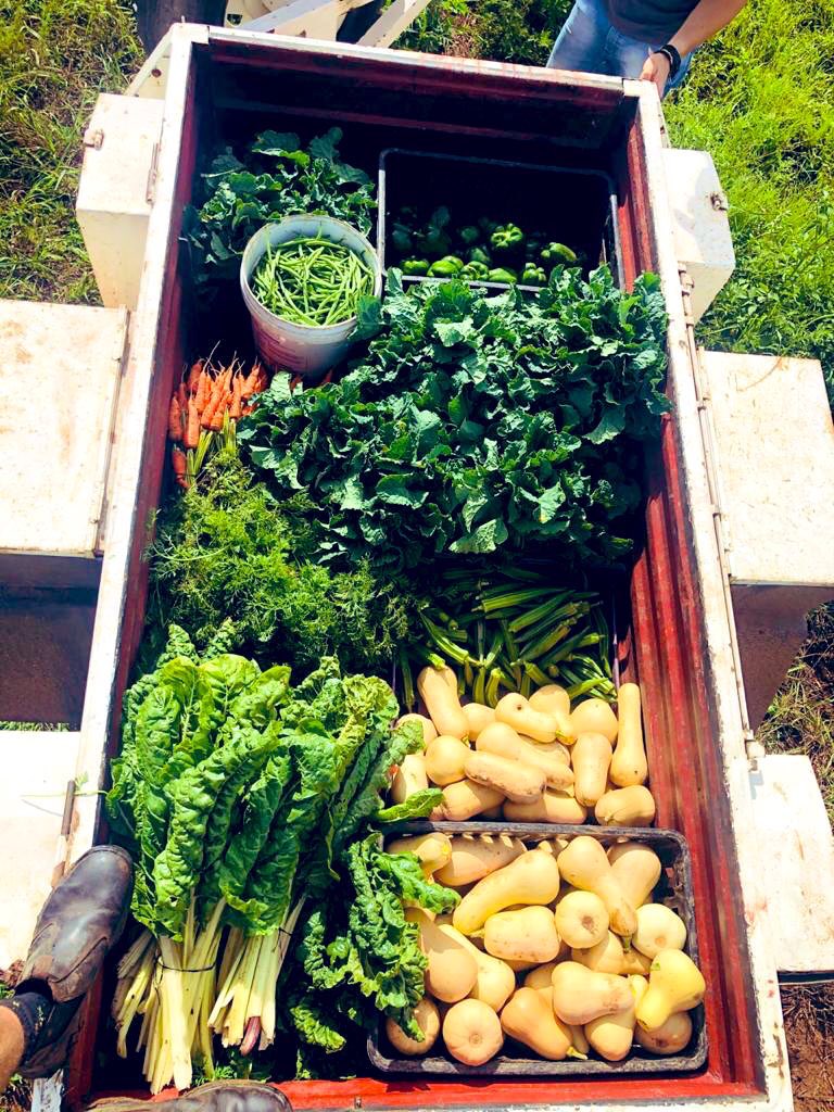 SPCCBYO's tweet photo. It’s been absolutely incredible to see what the Lord has done and continues to do with the farming project over the last few months. The veggies shown below were harvested and put into family packs which managed to help so many people! https://t.co/bSFQT7GLBi