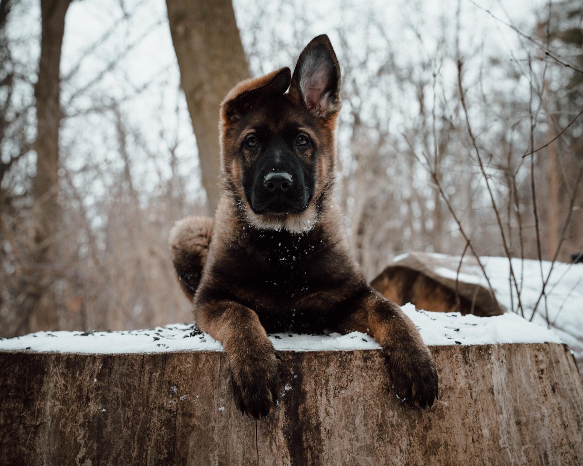 My puppy Ted trying his best to look cool...

 #germanshepherd #germanshepherdsofig #germanshepherdsdaily #germanshepherdmix #germanshepherdonline #germanshepherdofinstagram #germanshepherdofig #germanshepherdlife #germanshepherdlover #germanshepherd24 #germanshepherdlovers