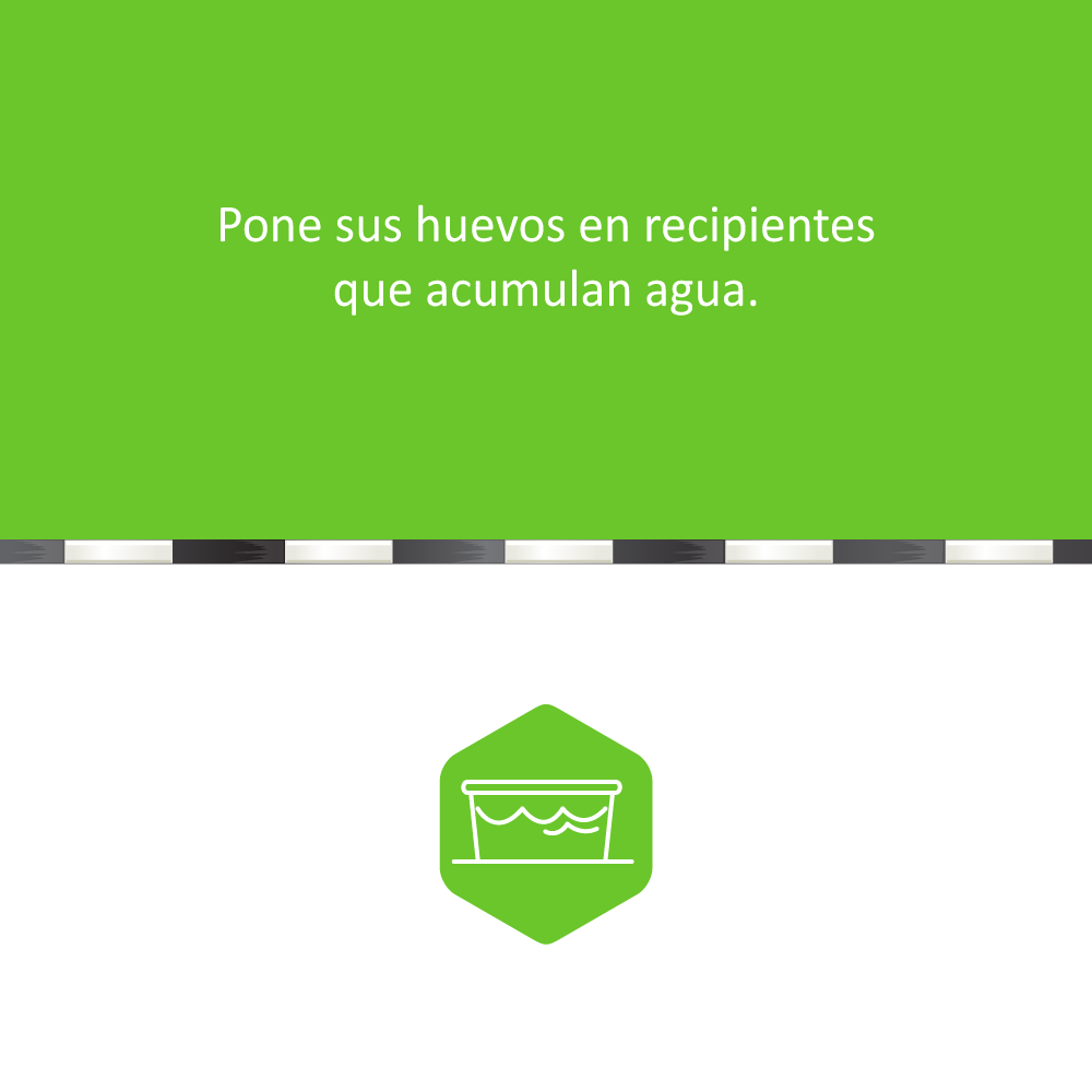 PRVectorControl's tweet photo. 🦟 ¿Sabías que una picada es suficiente para infectarte con dengue, Zika o chikungunya?

Haz tu parte y #protégete. Conoce más 👉 

#PRVCU #LaUnidad #mosquito https://t.co/aQc48EnG1a