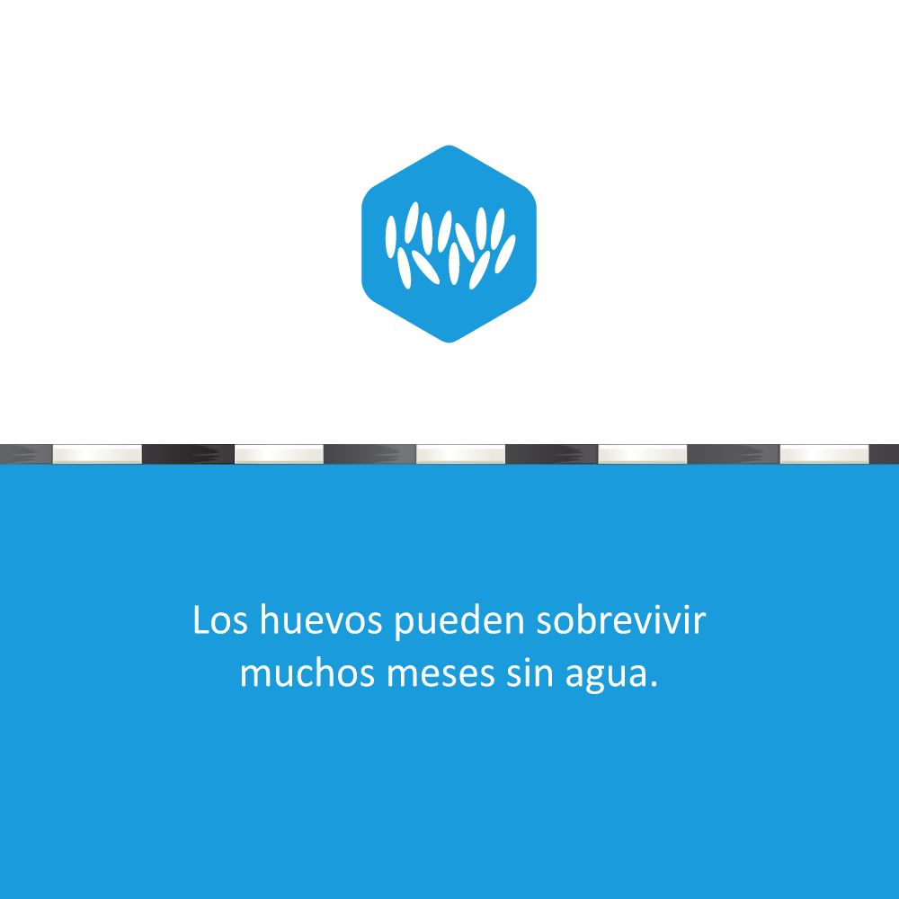 PRVectorControl's tweet photo. 🦟 ¿Sabías que una picada es suficiente para infectarte con dengue, Zika o chikungunya?

Haz tu parte y #protégete. Conoce más 👉 

#PRVCU #LaUnidad #mosquito https://t.co/aQc48EnG1a