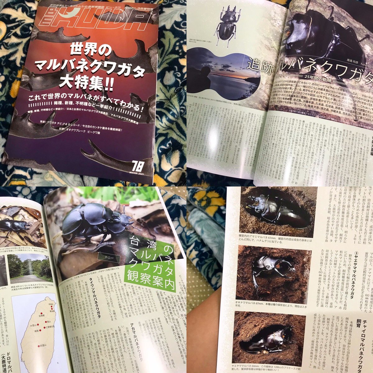 Bug Tha Talkbox 定期購読 年間購読しているディズニーファンとbe Kuwa最新号が到着 ディズニーファンを見てると ただただパークに行きたくなります Ww そして Be Kuwa最新号は 遂に念願のマルバネクワガタ特集 全ての記事に感動 Bug Tha Talkbox 定期購読 年間購読しているディズニーファンとbe Kuwa最新号が到着 ディズニーファンを見てると ただただパークに行きたくなります Ww そして Be Kuwa最新号は 遂に念願のマルバネクワガタ特集 全ての記事に感動