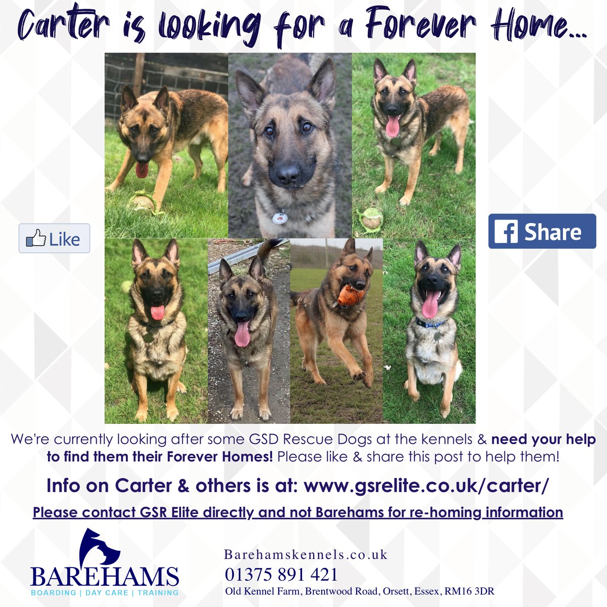 bareham kennels dog training