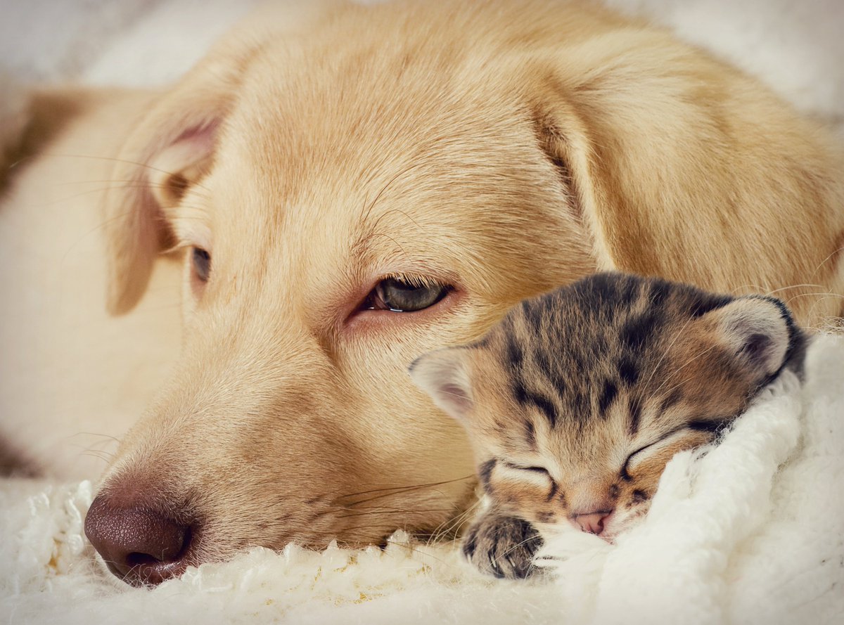 In her latest blog, senior private client solicitor Lisa Lodge, reminds us about making arrangement for our furry friends. 
What will happen to fluffy and fido? 
vincentssolicitors.co.uk/blog/law-news/…