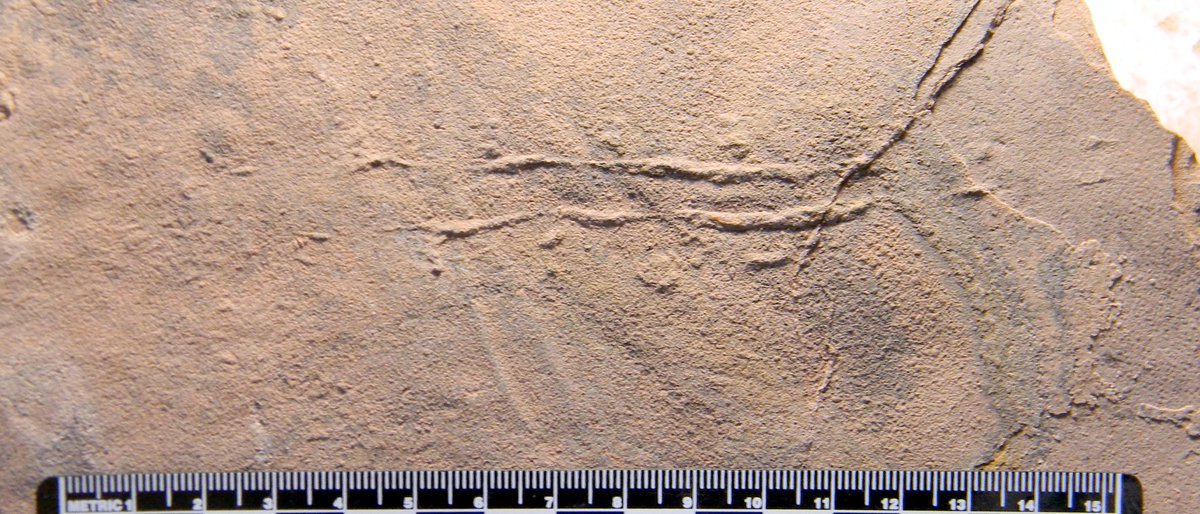 New ichnospecies of crayfish or crayfish-like trackway, Siskemia eurypyge, Lower #Jurassic Moenave Fm <a href="/stgeorgedino/">St. George Dinosaur Discovery Site</a> <a href="/SGDinoDiscovery/">Dinosaur Discovery</a> of #Utah. With Makae Rose and @geologami, <a href="/thePeerJ/">PeerJ Publishing</a> peerj.com/articles/10640 #AnimalBehavior #EvolutionaryStudies #Paleontology #Taxonomy #Zoology