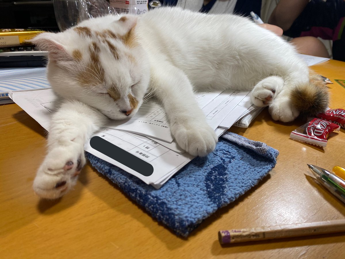 お勉強させない！！！🐈🐈