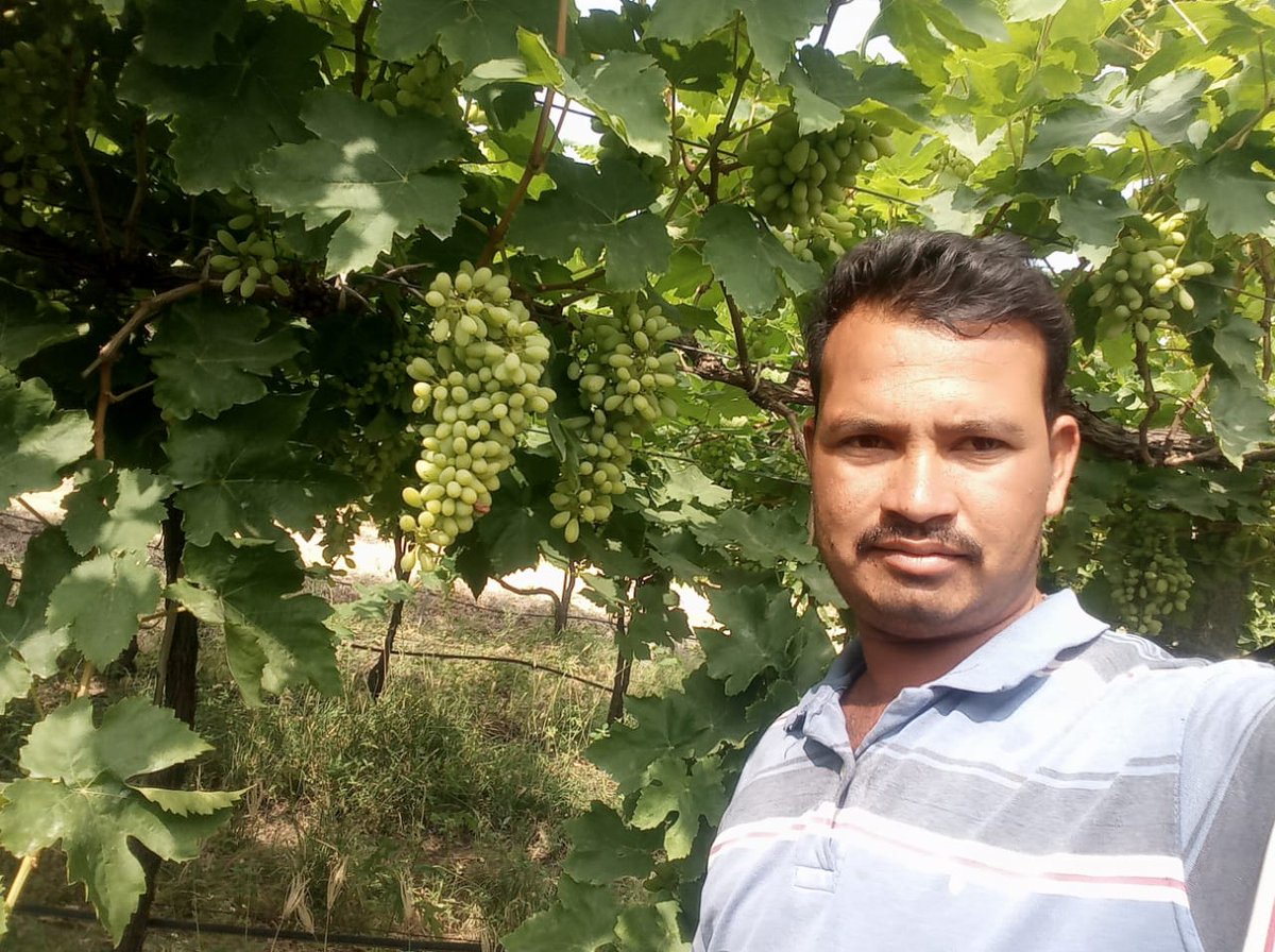 Direct2Farmer's tweet photo. Is there any better sight than seeing a smile on Farmer's face?

Here is our Happy Farmer Mr. Paigambar Mulani's Vineyard using our Polycarb Series - Naturally chelated micronutrients for better foliar absorption

#micronutrients #naturalfarming #agriculture #HappyFarmerHappyUs https://t.co/32I8p1n0hy