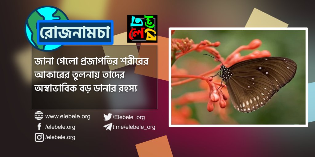 Elebele_org's tweet photo. প্রজাপতির শরীরের তুলনায় তাদের ডানা অস্বাভাবিক বড় হয় কেন? লাণ্ড ইউনিভার্সিটির গবেষকরা জানাচ্ছেন যে এটি শিকারিদের আক্রমণের সময় দ্রুত পালাতে সহায়তা করে।
#elebele #discovery #postoftheday #bangla #biggan #science #kolkatal #dhaka #butterfly #zoology #nature https://t.co/vRGZggqDuT