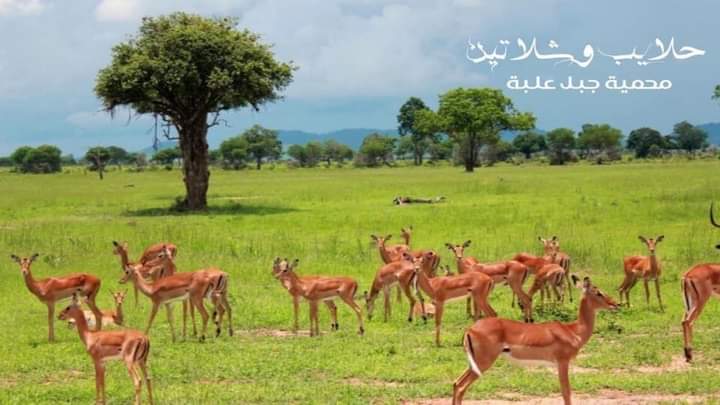 национальный парк в танзании проект