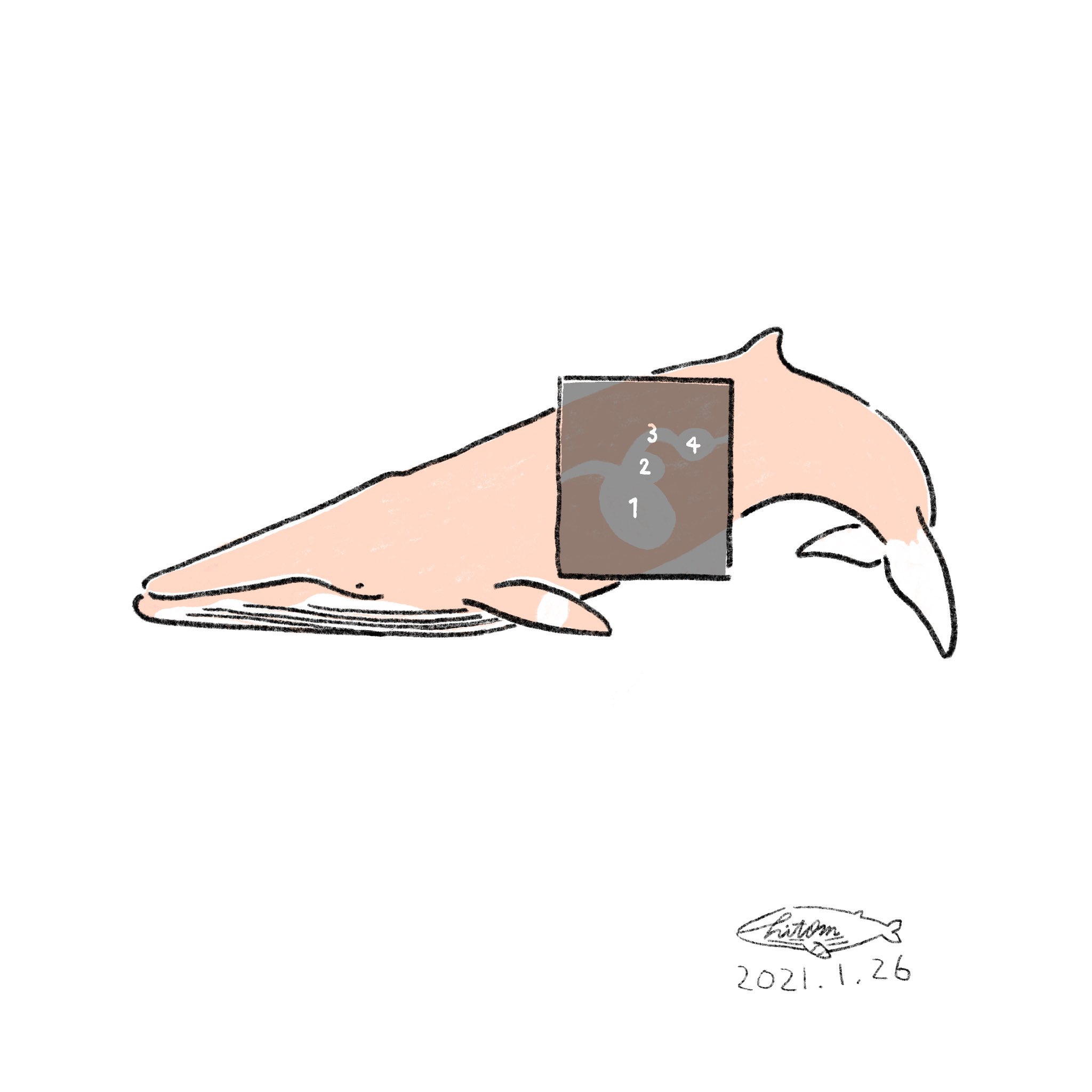 あらたひとむ 1月26日は腸内フローラの日 腸ではないですが ヒゲクジラには胃が4つ 食堂胃 主胃 幽門胃 十二指腸膨大部 もあります あらたひとむ 1月26日 今日は何の鯨 Whale ミンククジラ ハクジラは胃が3つ 今日は何の鯨 T Co