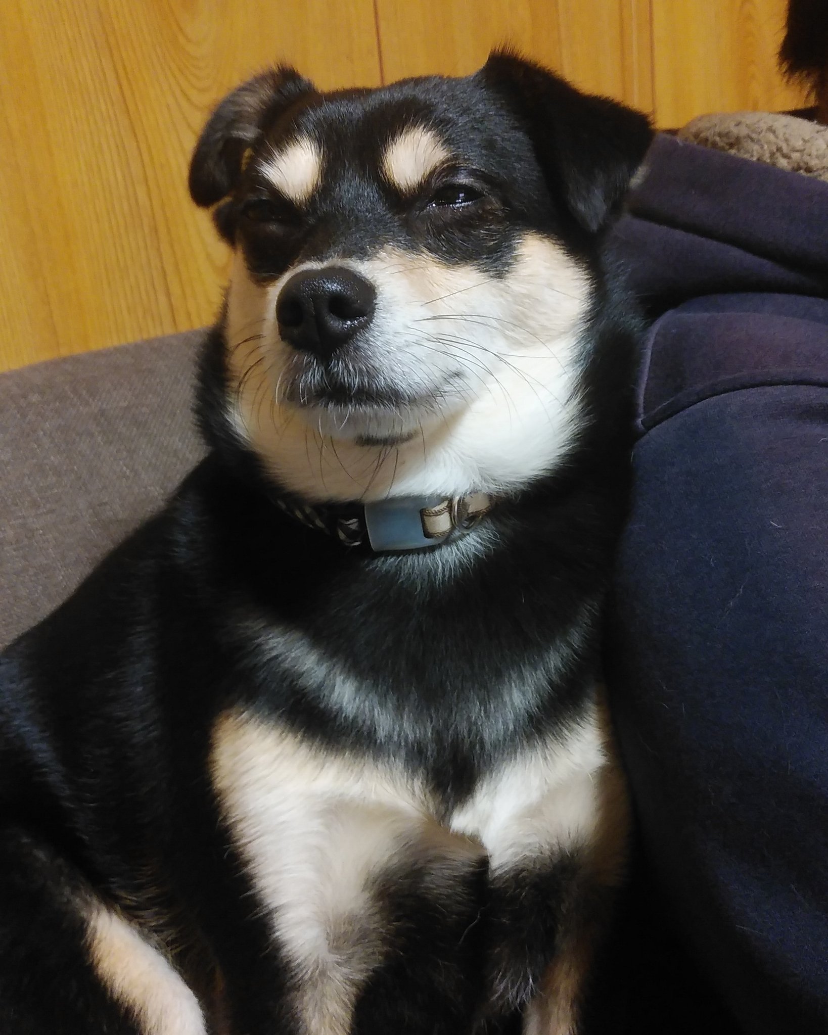 モロ 寄り添います ってその顔な に ブサイクよ 犬 Dog 犬画像 犬おもしろ 寄り添い 変顔 ブサイク 柴犬 チワワ 柴チワ T Co Z1nfxngi65 Twitter