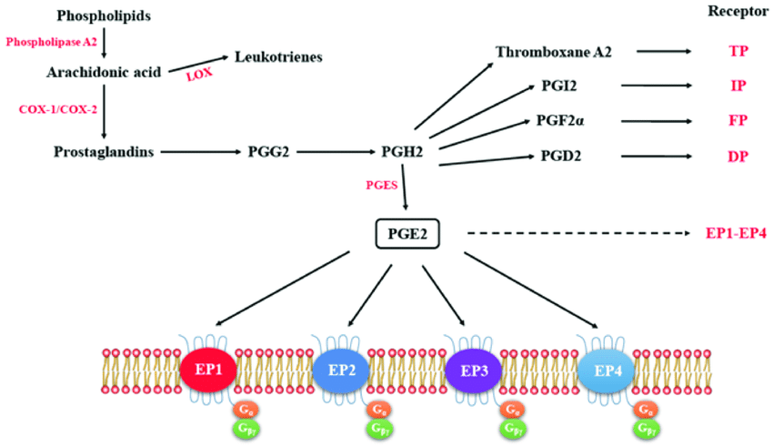 PGE2 is made from arachidonic acid, in turn made from membrane phospholipids.The composition of membrane phospholipids depends on the ratio of omega-6 to omega-3 fatty acids in the diet.