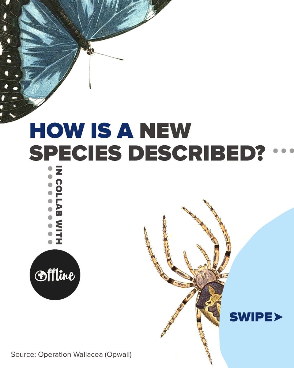opwall's tweet photo. We teamed up with our @earth_offline to bring you this awesome infographic! 

In 25 years, Opwall have described 60 species that are new to science including inverts, herps, mammals, birds, and a fungus 🌍

Written by @tommartin2013 &amp; @dhaelewa
Full piece: https://t.co/gnVUaXE5uz https://t.co/CtJ6Xv1WJC