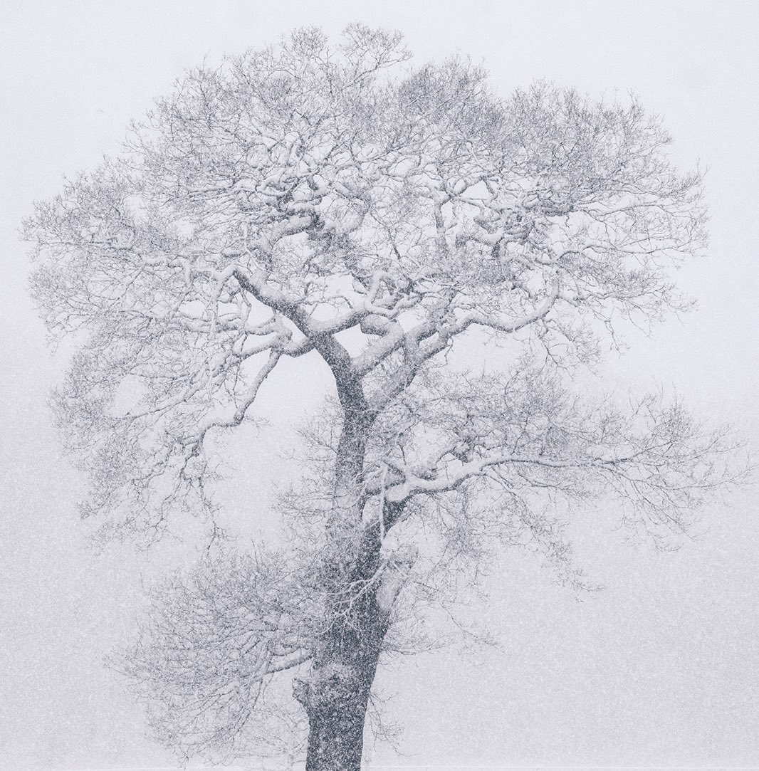 TraceyWhitefoot's tweet photo. Anchor in a Storm
Taking photographs during a snowstorm is hard work, and I was out on Sunday doing just that at Wollaton. Visibility was poor, so thank goodness for my favourite tree, standing firm against the conditions π
#Wollaton #NottinghamSnow https://t.co/Gnp9fcQHEL