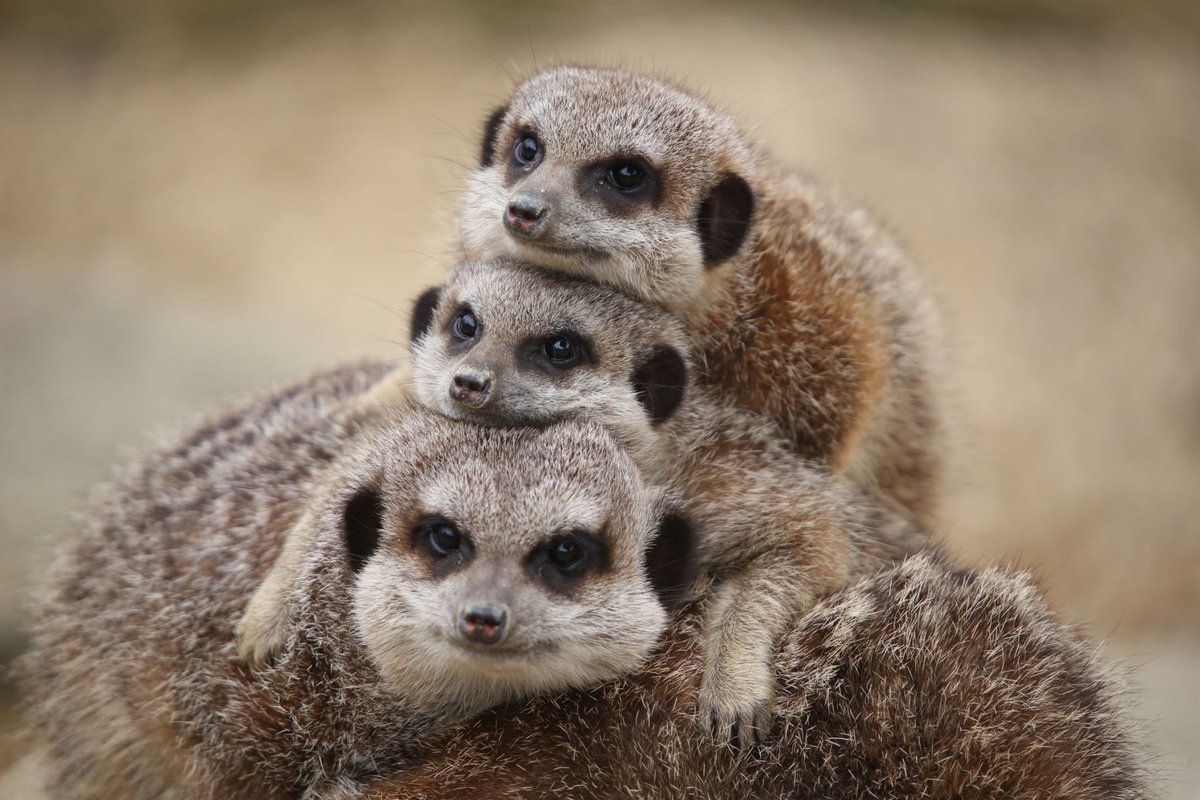 If thought your family was toxic, at least your mum isn’t a baby-killing meerkat. The dominant female in a clan controls the breeding, killing the young that aren’t hers so her own offspring have the best chance of survival.