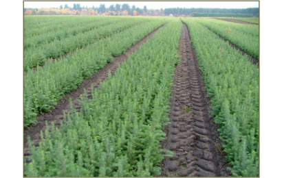 royal_forestry's tweet image. Still time to book! Free Plant Healthy webinar 4 Feb from Forestry Climate Change Working Group @lovesmallwoods @GrowninBritain &amp;amp; Plant Health Alliance. Speakers inc Professor Nicola Spence, Chief Plant Health Officer.
ow.ly/3S9W50D7yXv #planthealth #treepests #treediseases